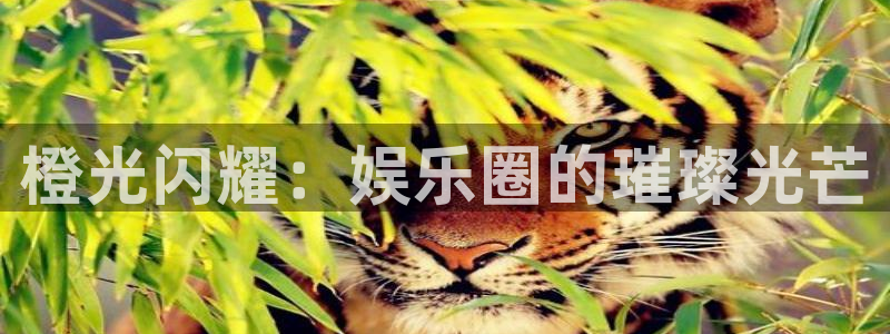 必发集团网站：橙光闪耀：娱乐圈的璀璨光芒